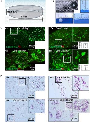 A Colorectal Cancer 3D Bioprinting Workflow as a Platform for Disease Modeling and Chemotherapeutic Screening